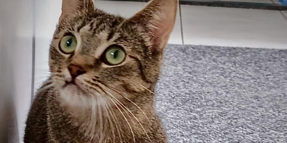 Asieldier van de week: Beppie