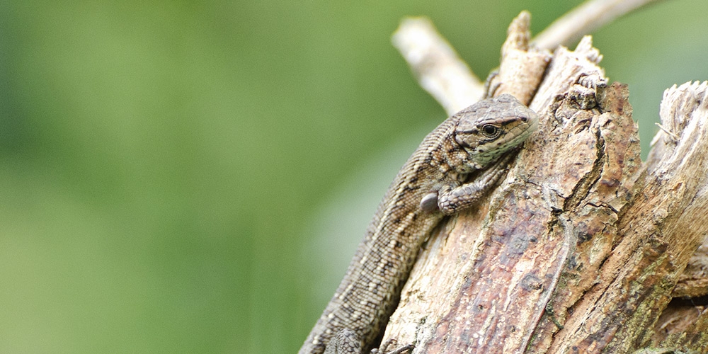 Foto: Natuurmonumenten