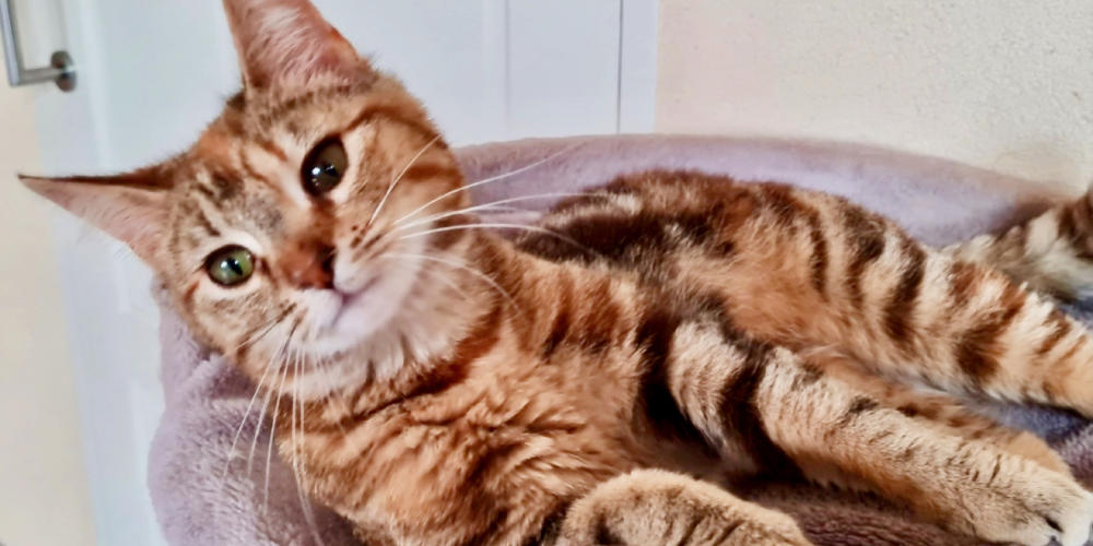 Asieldier van de week: Lucy