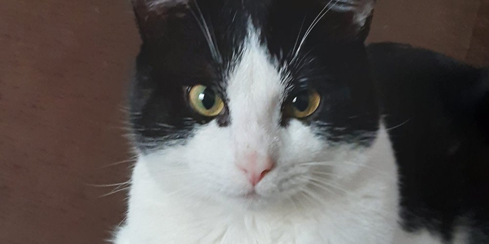 Heeft u Snowy gezien?