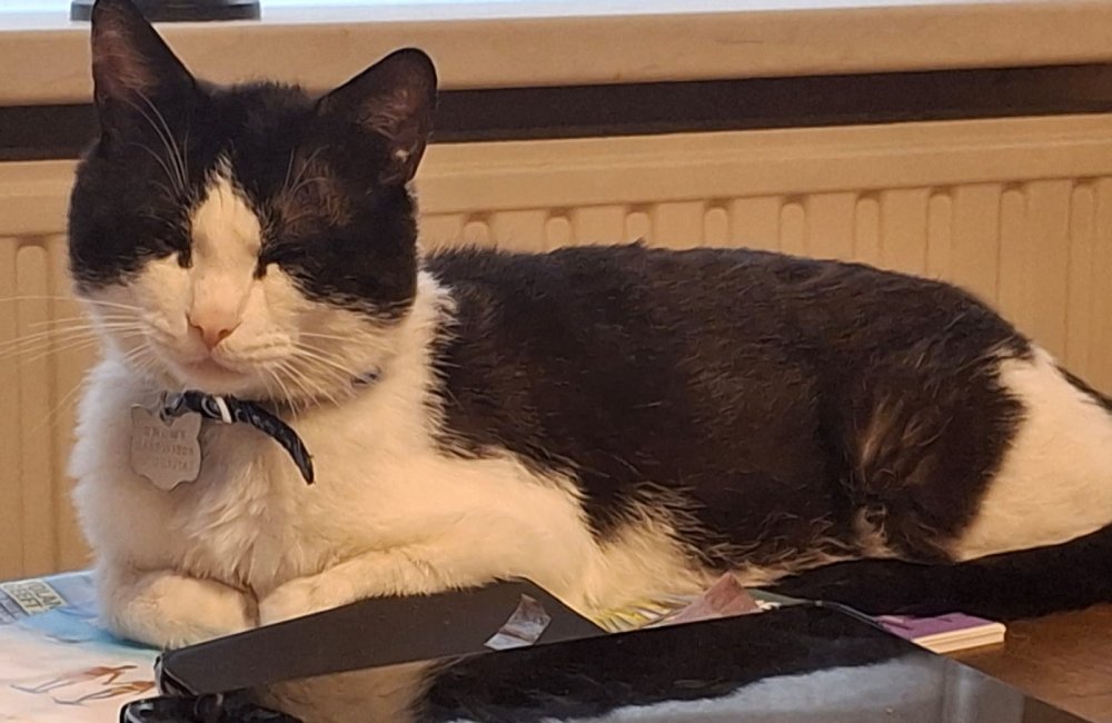 Heeft u Snowy gezien?