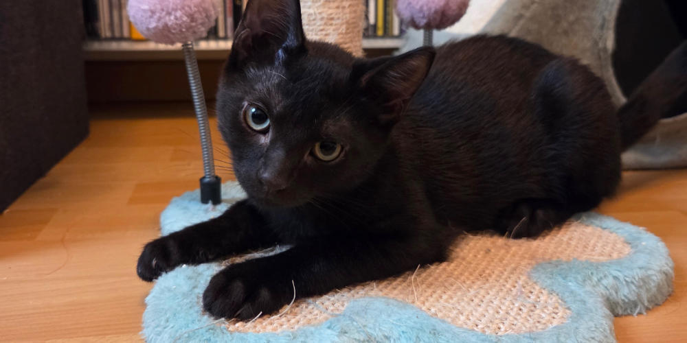 Asieldier van de week: Bagheera
