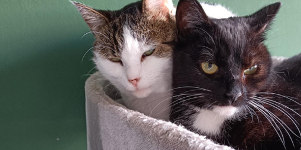Asieldieren van de week: Jessy en Nel