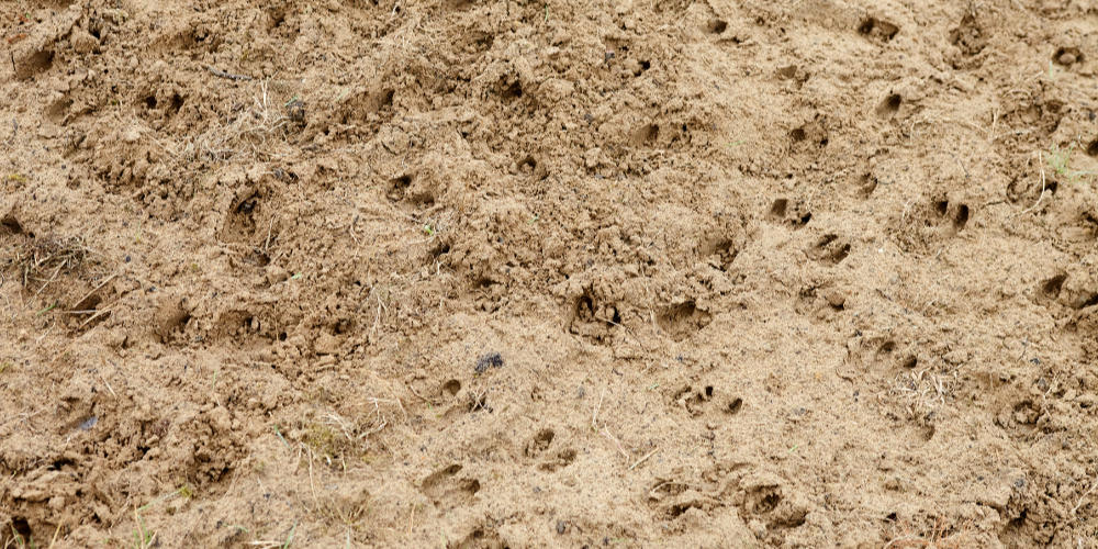 Rondje Tongelaar zondag 26 oktober “speuren naar sporen op Landgoed Tongelaar”