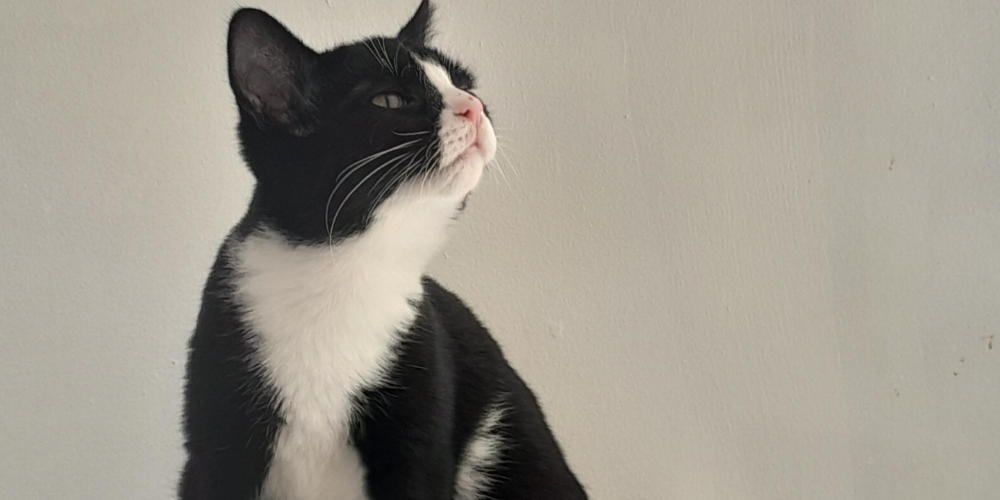 Asieldier van de week: Domino