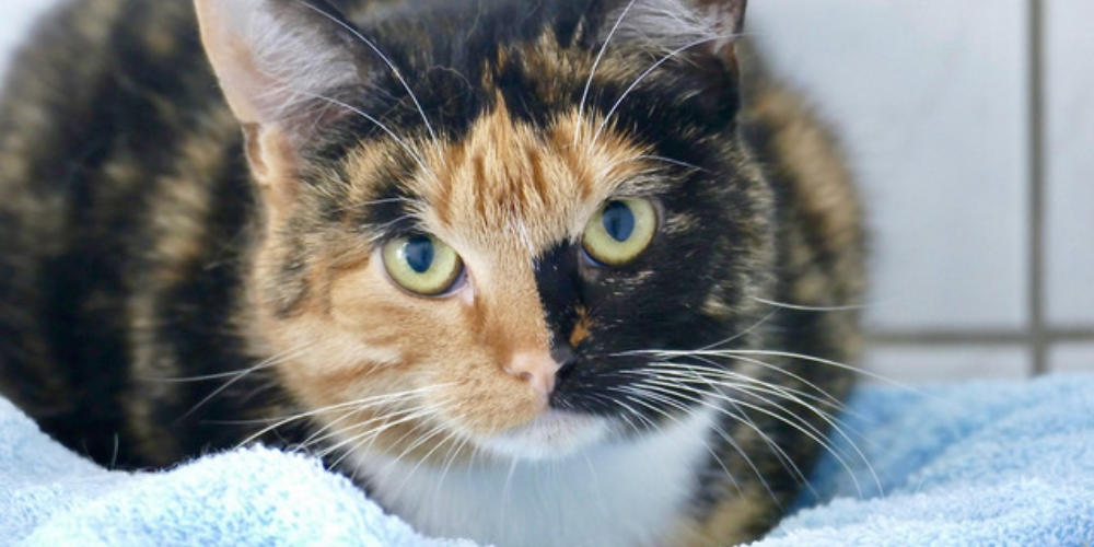 Asieldier van de week: Rosa