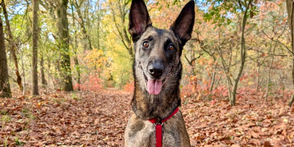 Asieldier van de week: Sandy