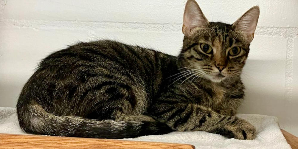 Asieldier van de week: Twinkel