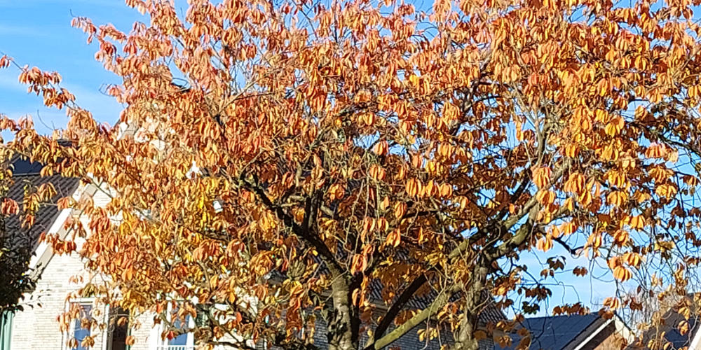 Uit het leven gegrepen