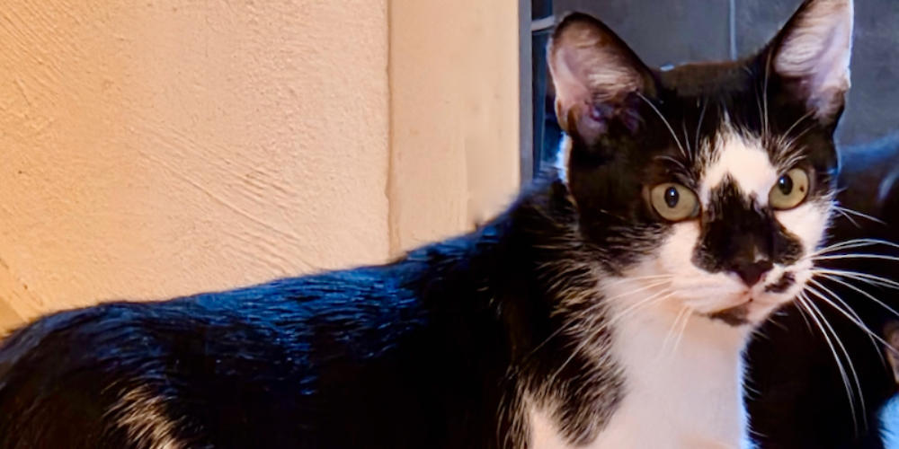 Asieldier van de week: Dini