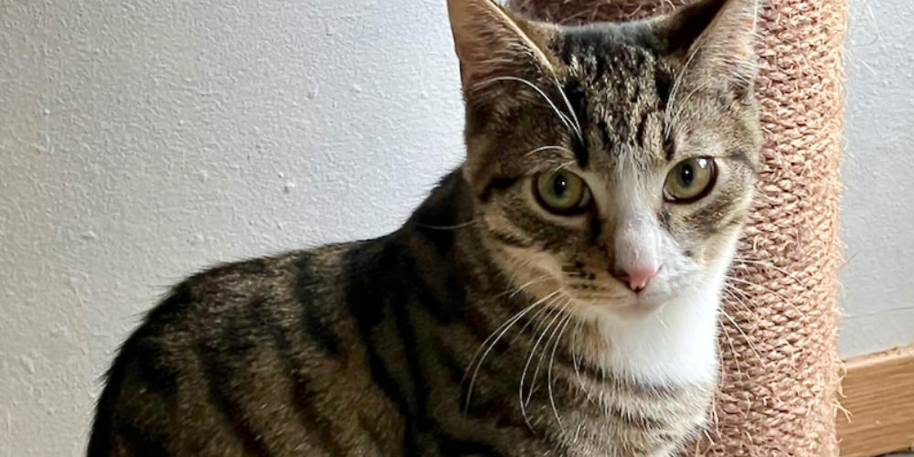 Asieldier van de week: Toast