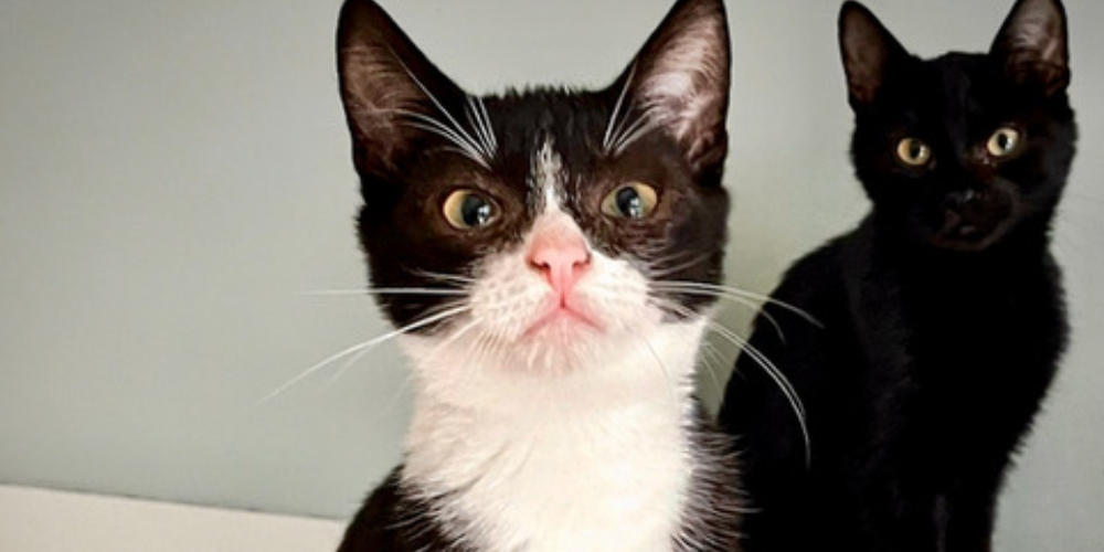 Asieldieren van de week: Sinbad en Snorkel