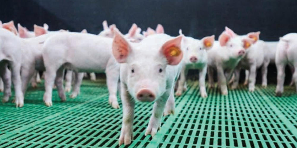 Vacature: Medewerk(ster)Varkensbedrijf Hermens