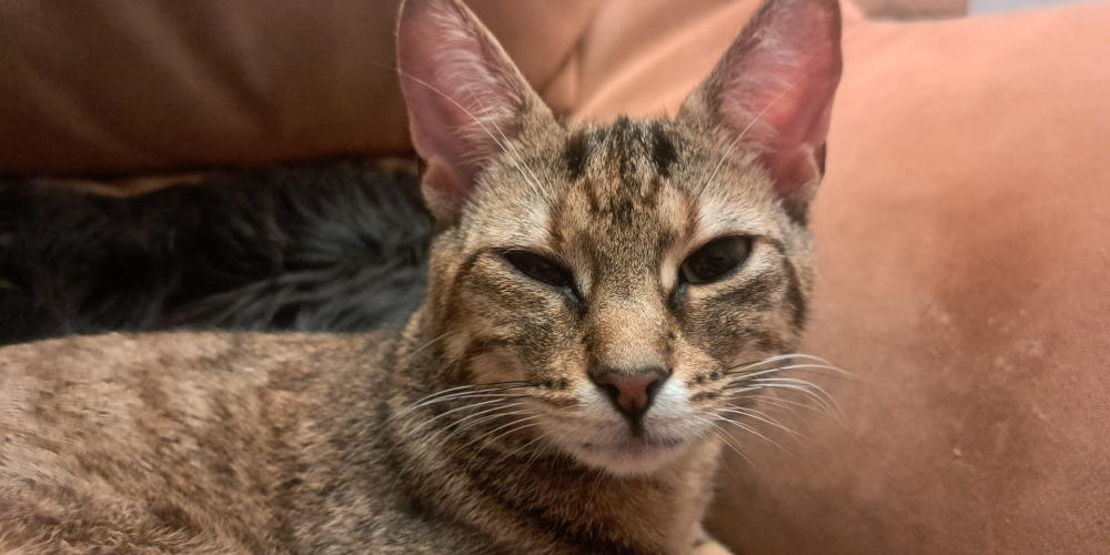 Asieldier van de week: Geisha