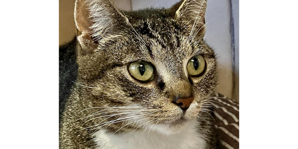 Asieldier van de week: Loupe