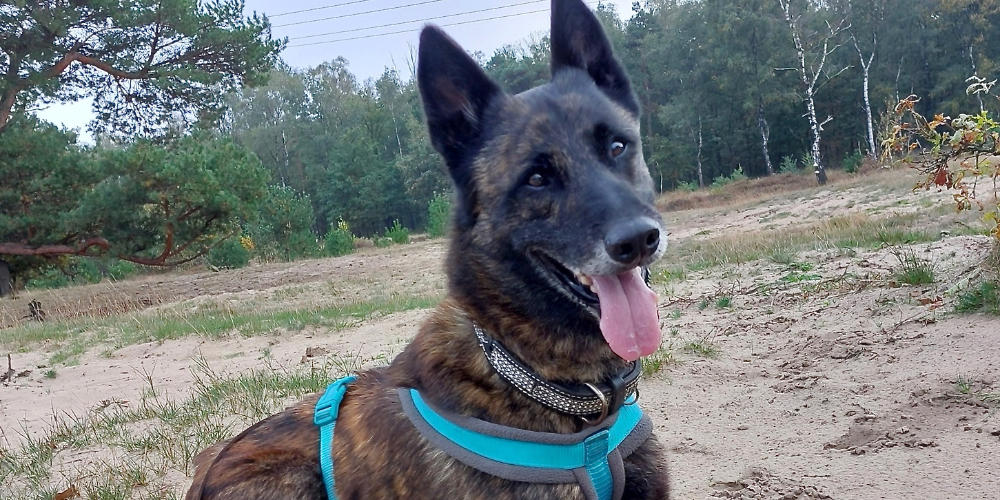 Asieldier van de week: Luuk