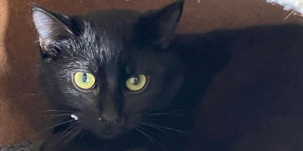 Asieldier van de week: Veerle