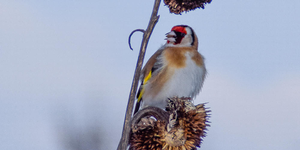 Pad bij landgoed Tongelaar tijdelijk afgesloten na boominspectie