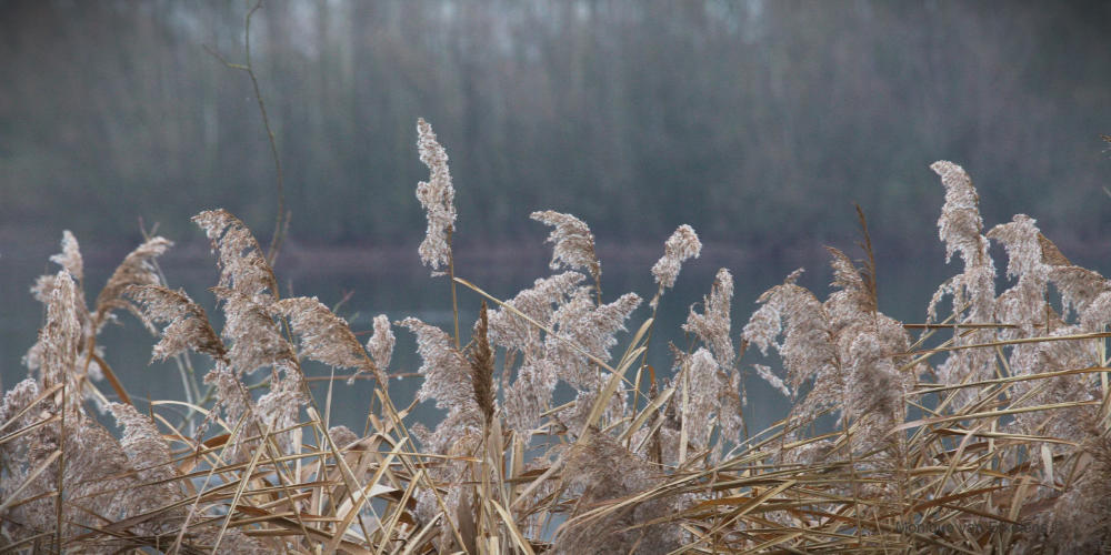 Wandeltocht voor iedereen op zondag 25 januari in en rond Mill