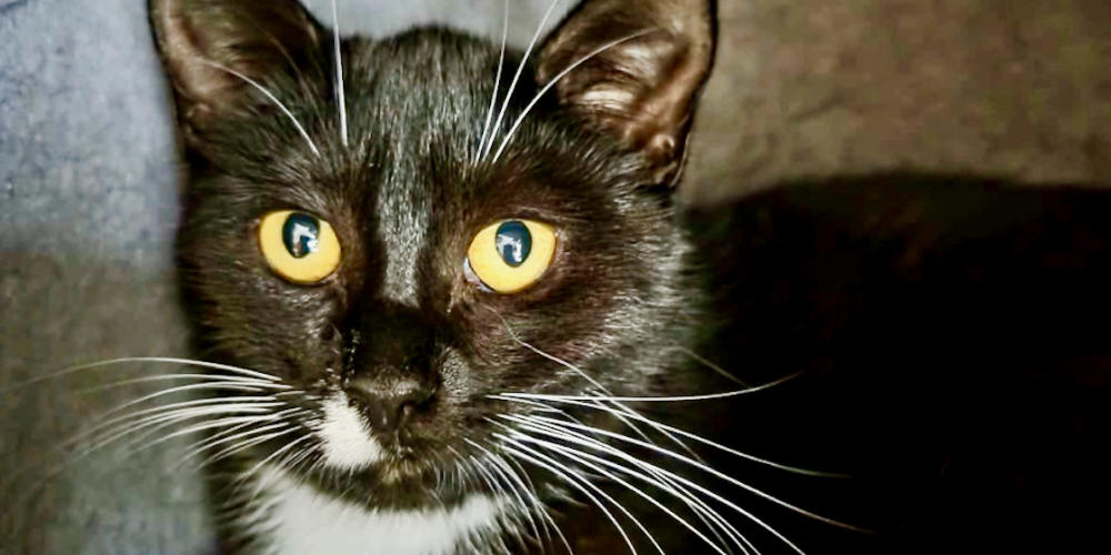 Asieldier van de week: Sophie