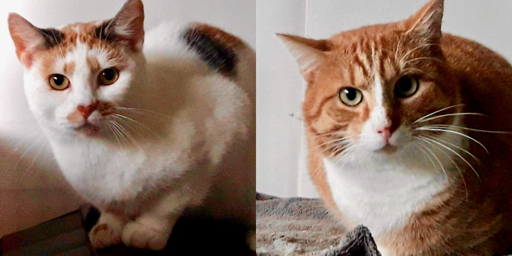 Asieldieren van de week: Gladys en Freddi