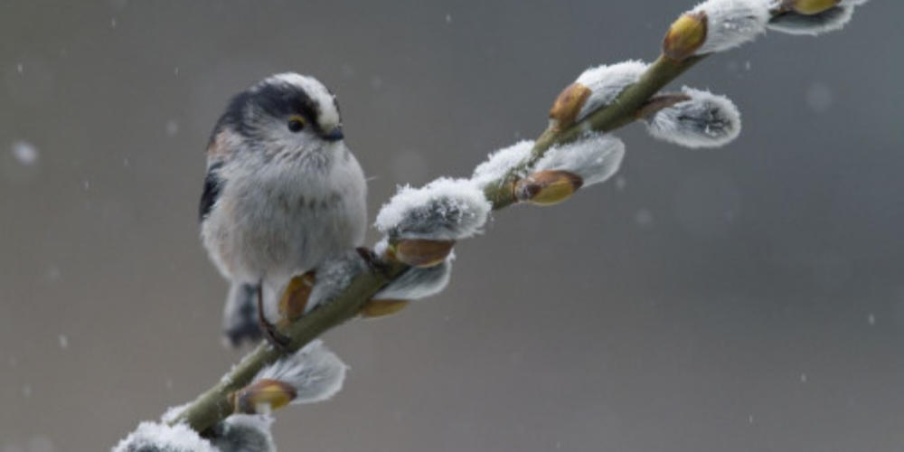 Wandeling zondag 22 februari - Winter op Landgoed Tongelaar