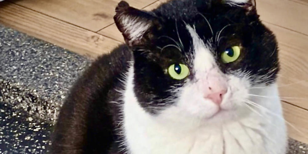 Asieldier van de week: Bullebeest