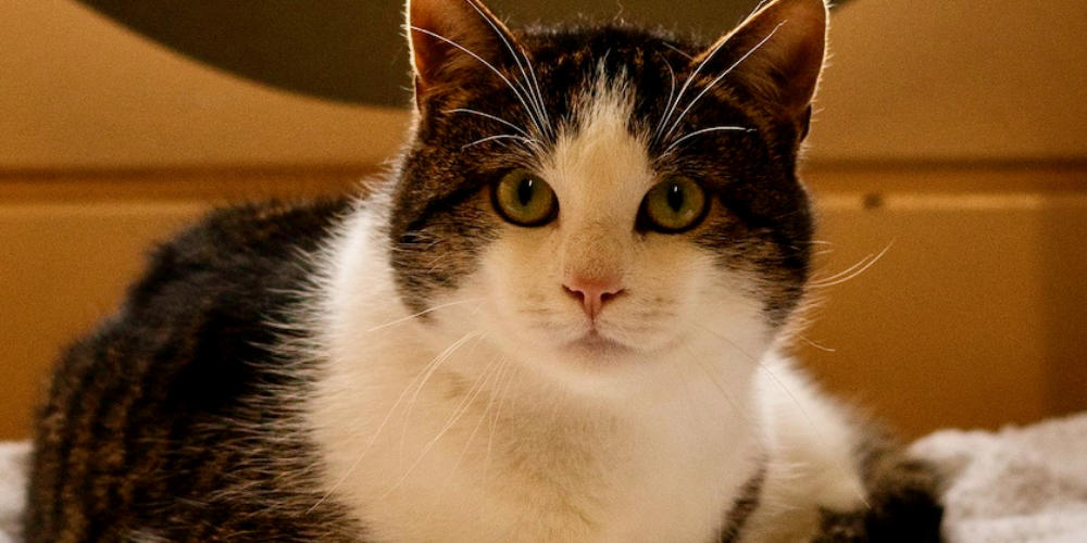 Asieldier van de week: Harvey