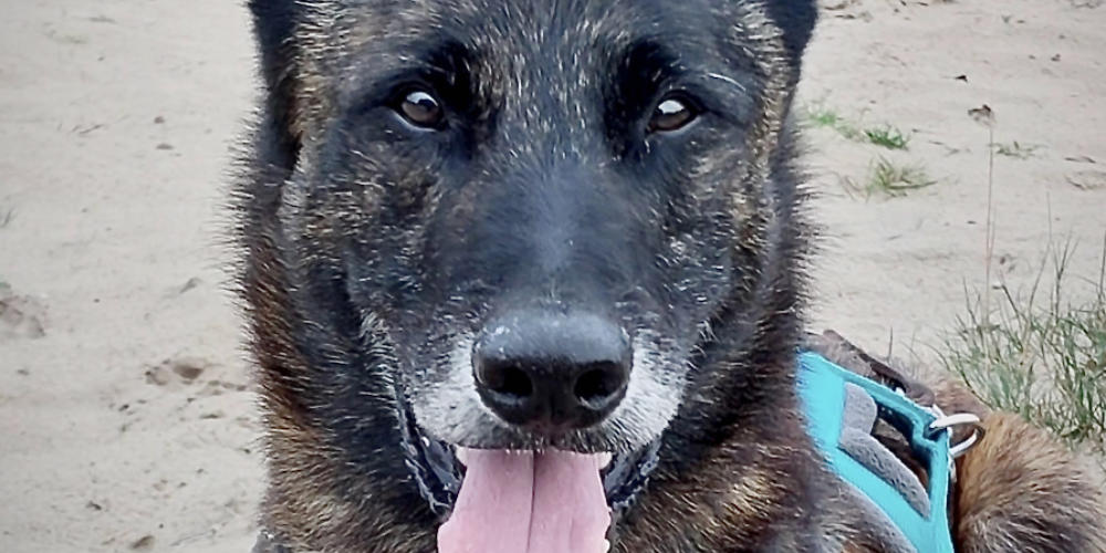 Asieldier van de week: Luuk