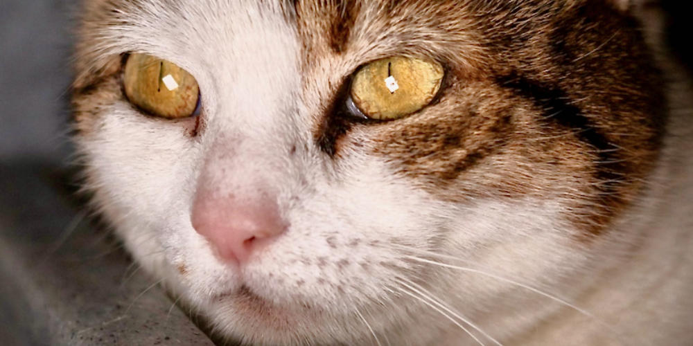 Asieldier van de week: Star