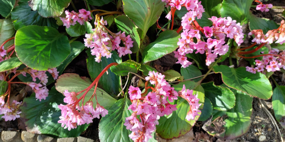 Uit het leven gegrepen