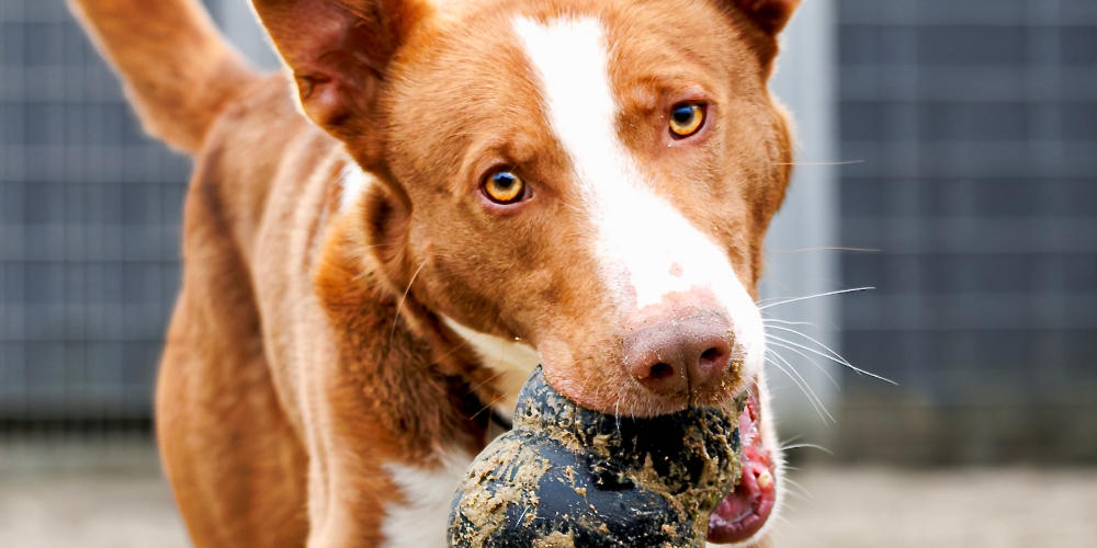 Asieldier van de week: Mufasa