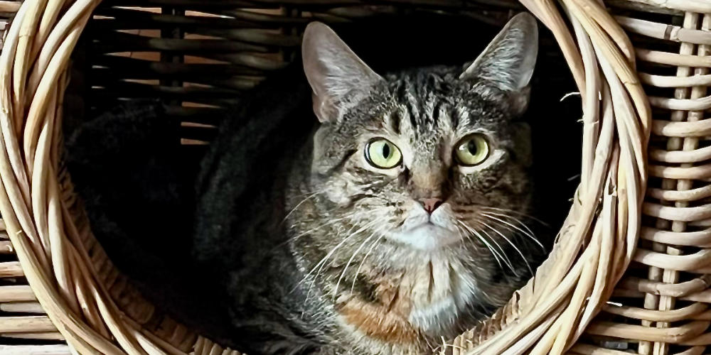 Asieldier van de week: Mus