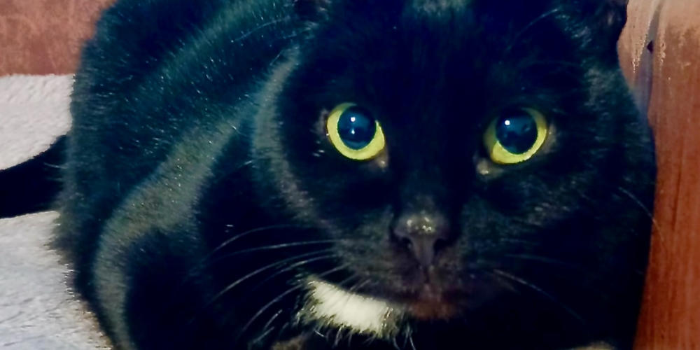 Asieldier van de week: Musta