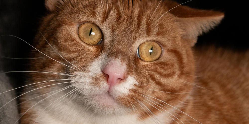 Asieldier van de week: Valentino