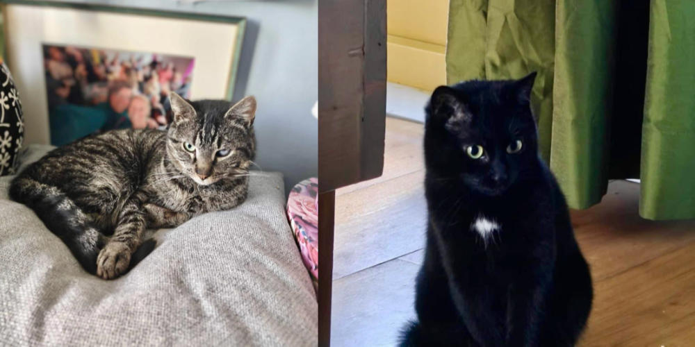 Asieldieren van de week: Valerio en Viva