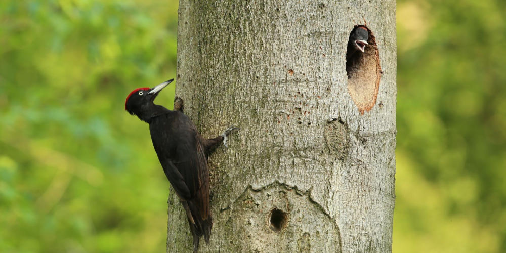 Rondje Tongelaar zondag 26 april – Natuur: daar zit muziek in!