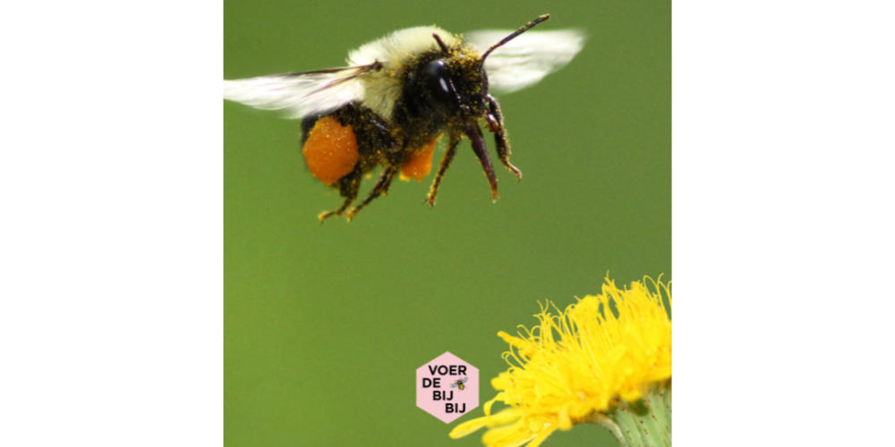 Voedselbanken voor bijen zijn open!