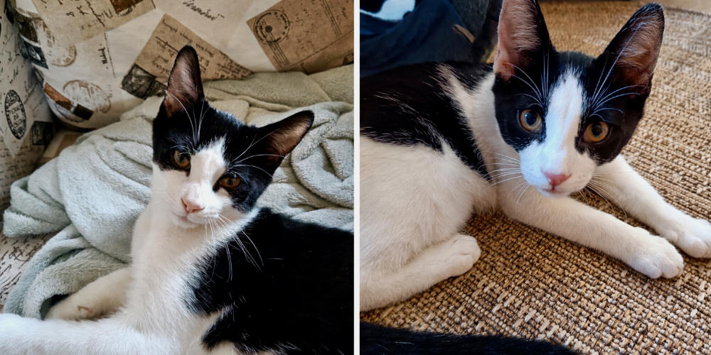 Asieldieren van de week: Kovu en Pumbaa