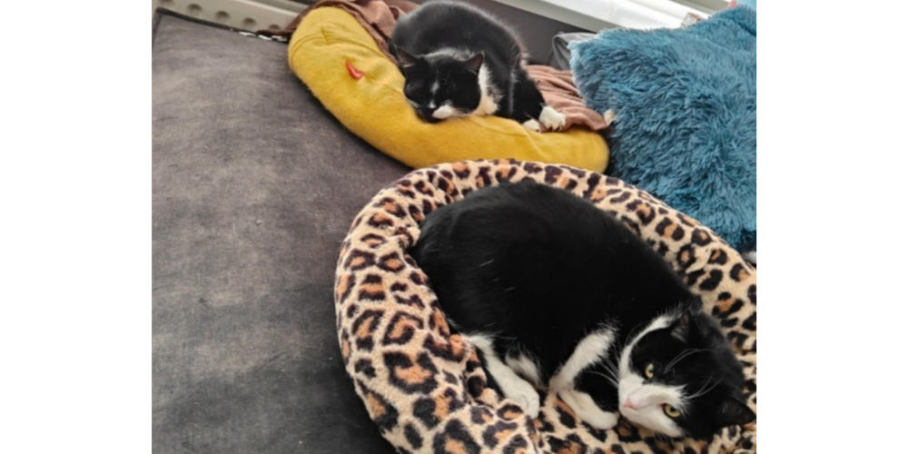 Asieldieren van de week: Misty en Eline zoeken samen een thuis