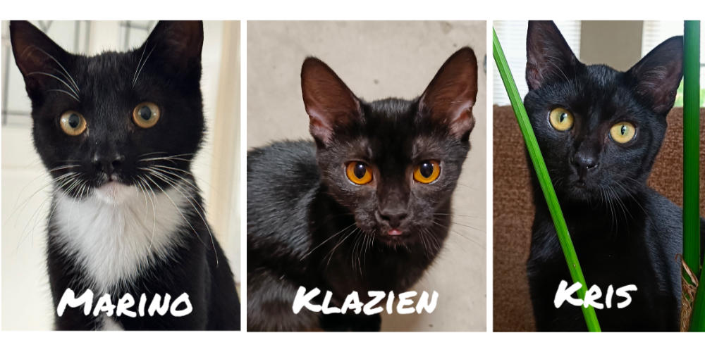 Asieldier van de week: Wie heeft een mooi huis voor onze kittens?