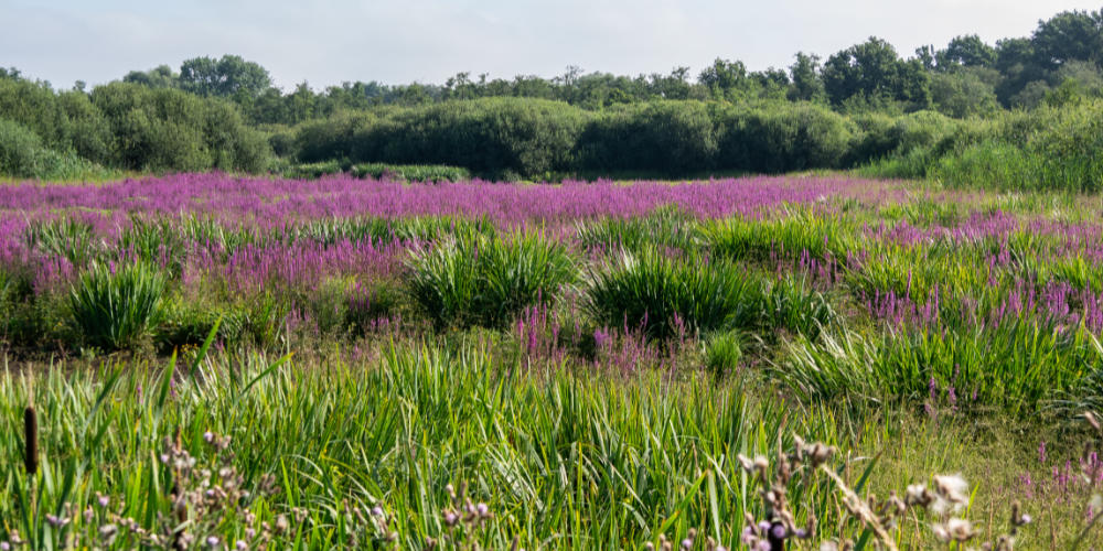 Fotowedstrijd: Natuur in de eigen regio!
